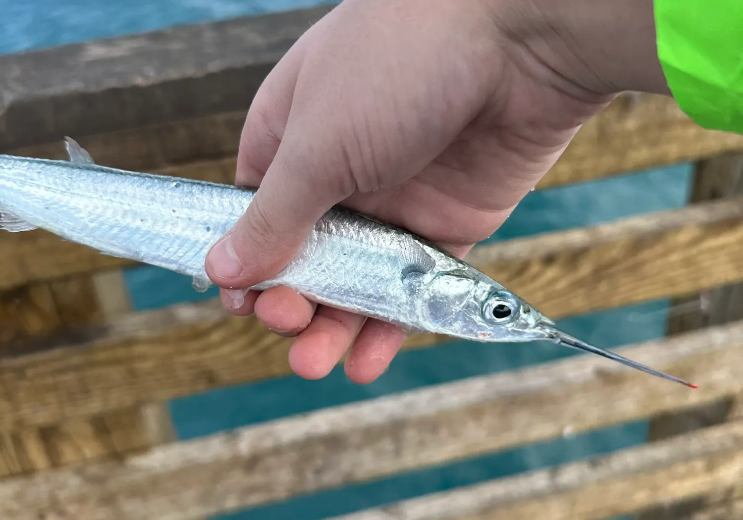 Ballyhoo halfbeak