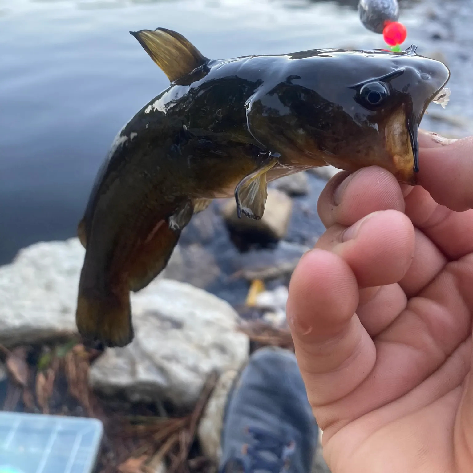 The most recent Black bullhead catches on Fishbrain
