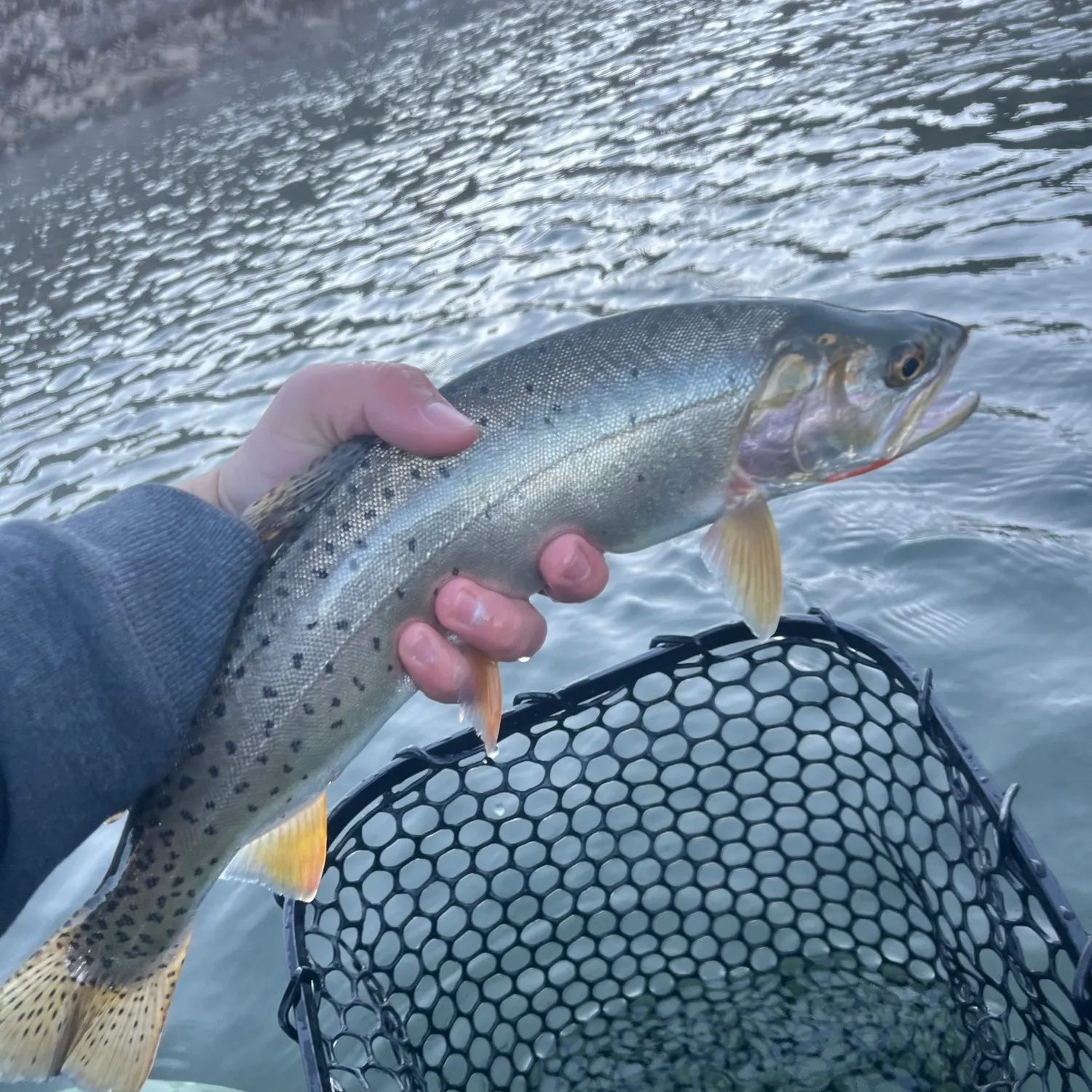 Cutthroat trout caught on Fishbrain
