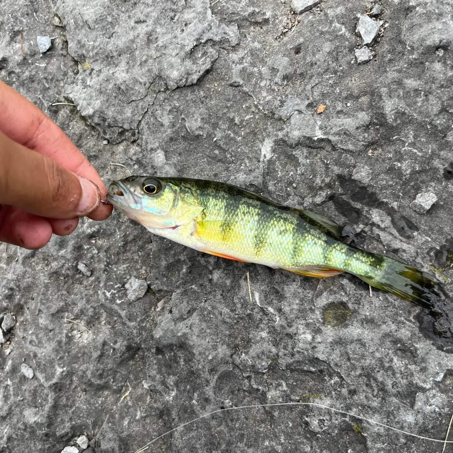 Yellow perch caught on Fishbrain
