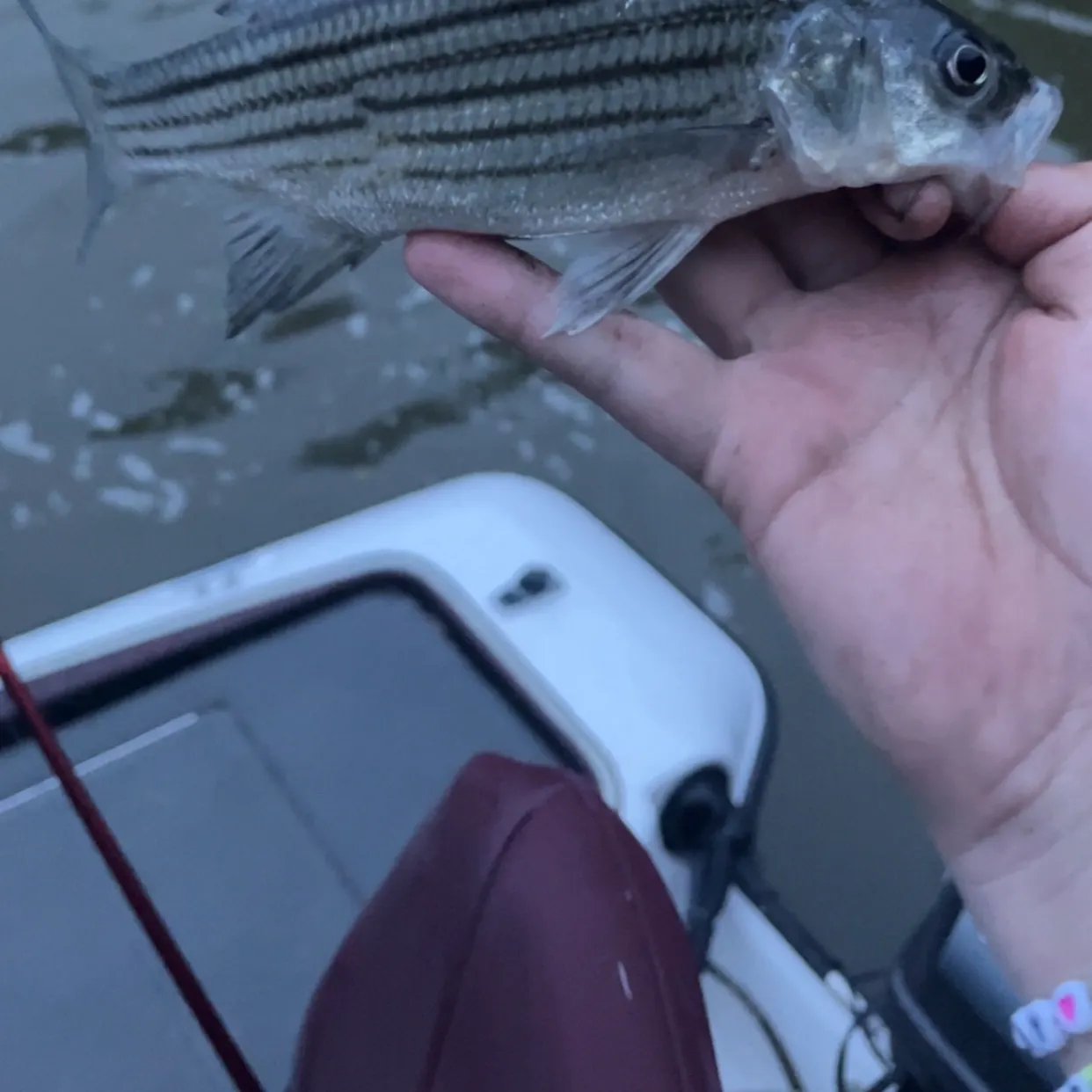 Striped bass caught on Fishbrain