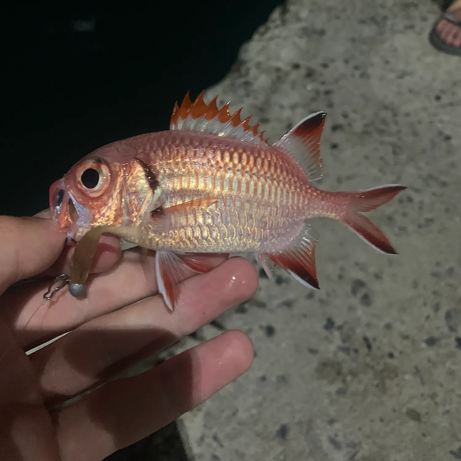 The most recent Myripristis greenfieldi catches on Fishbrain