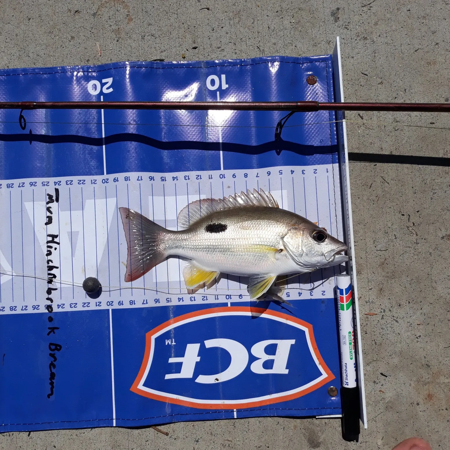 recently logged catches