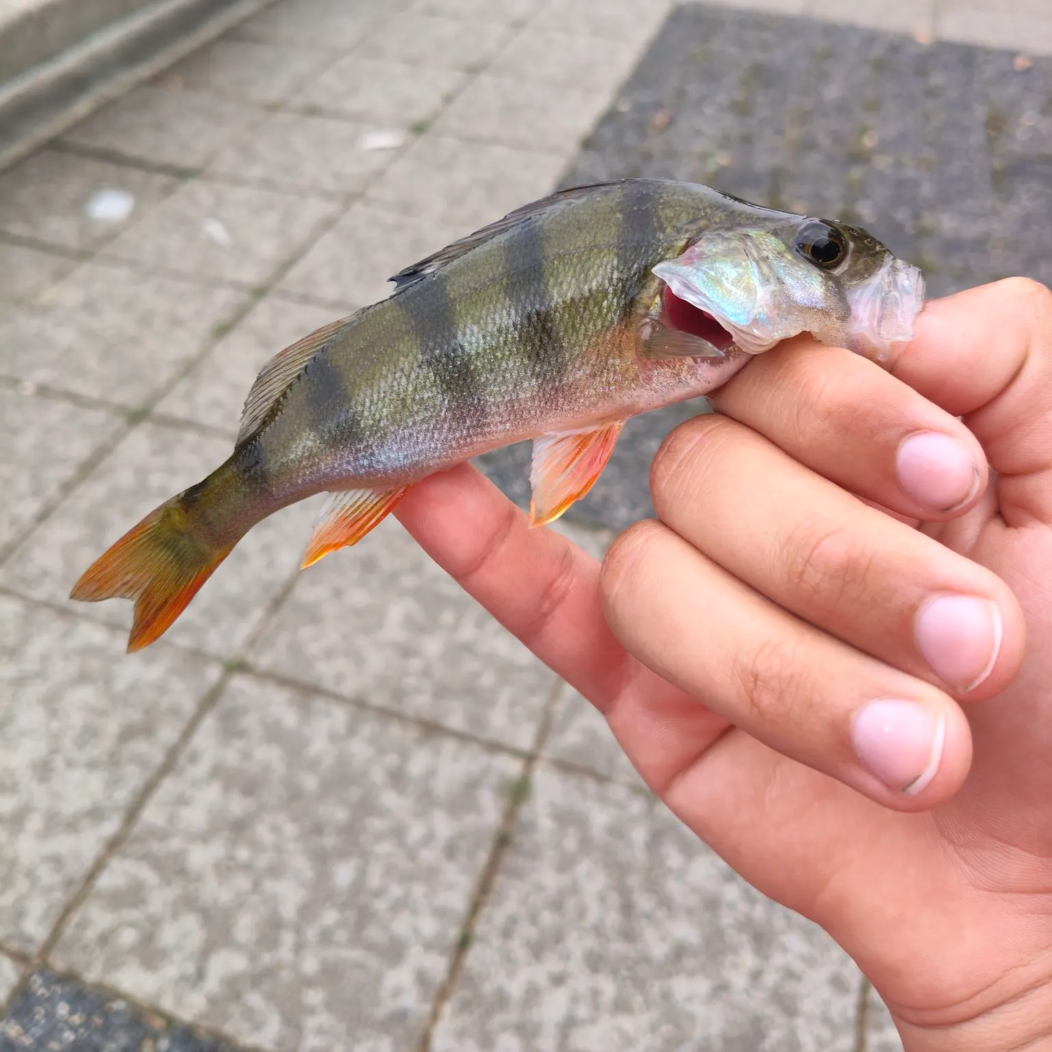 European perch caught on Fishbrain