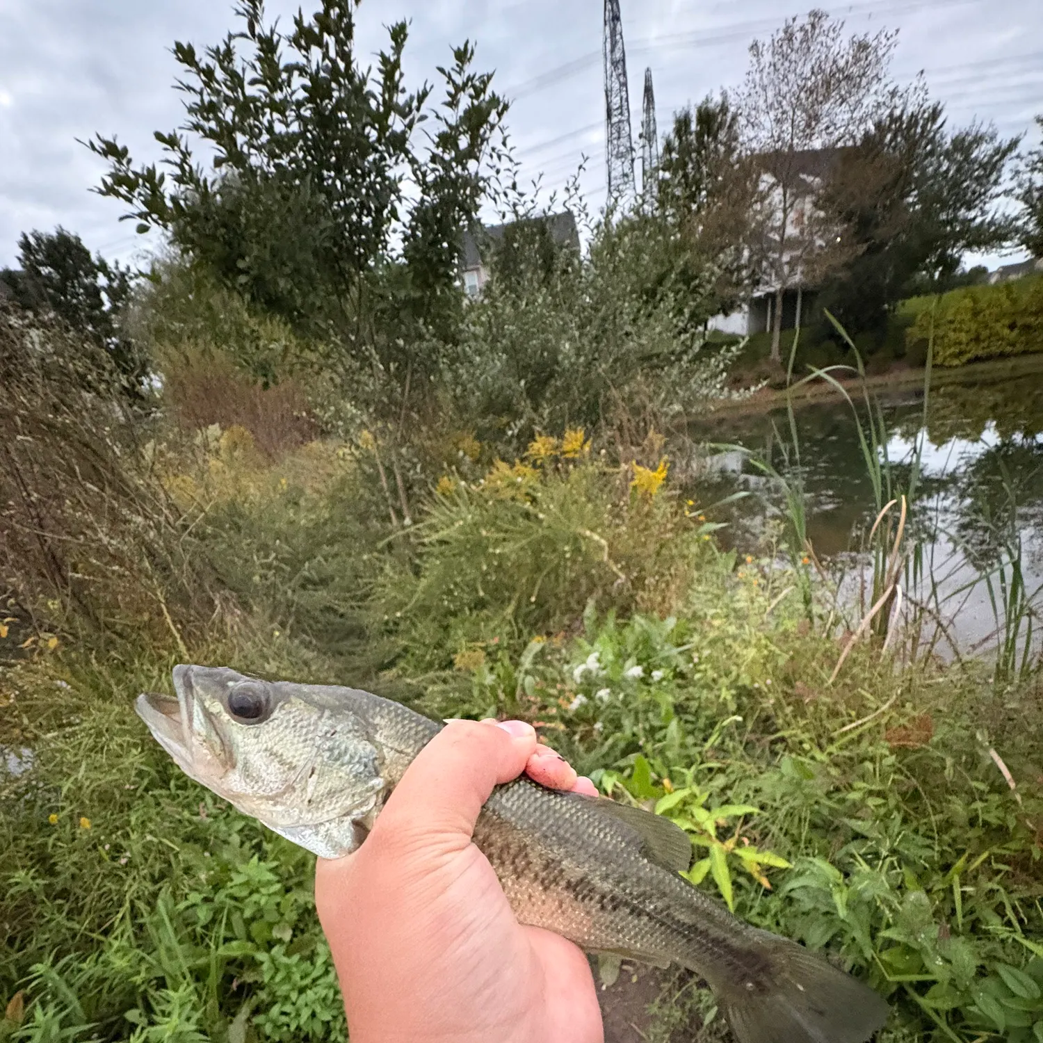 Fish caught on Fishbrain
