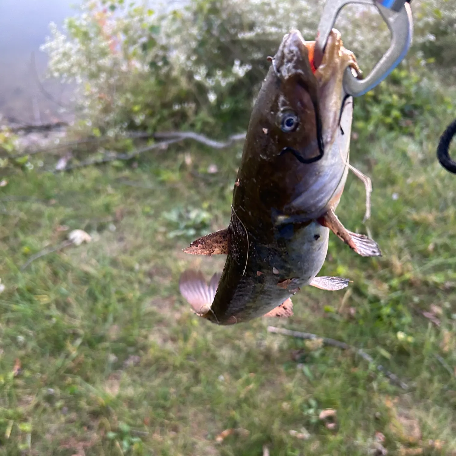 Black bullhead caught on Fishbrain