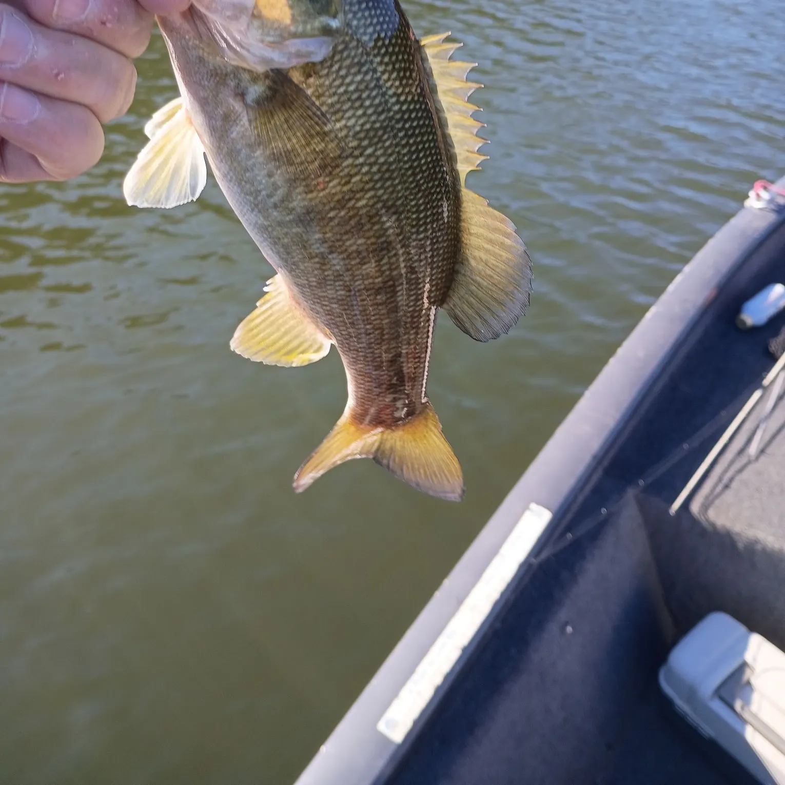 Smallmouth bass caught on Fishbrain