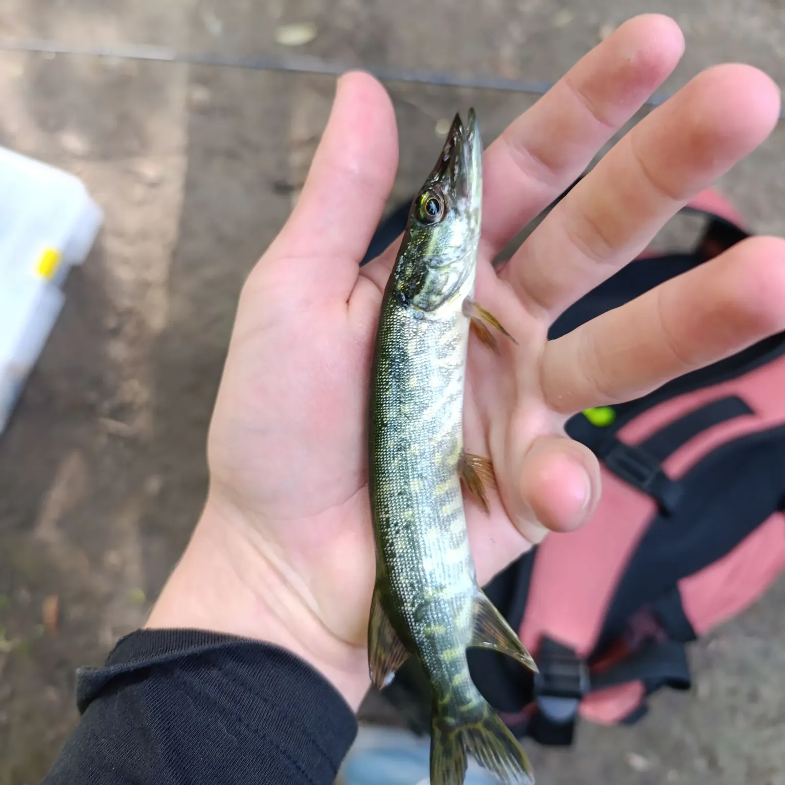 Northern pike caught on Fishbrain