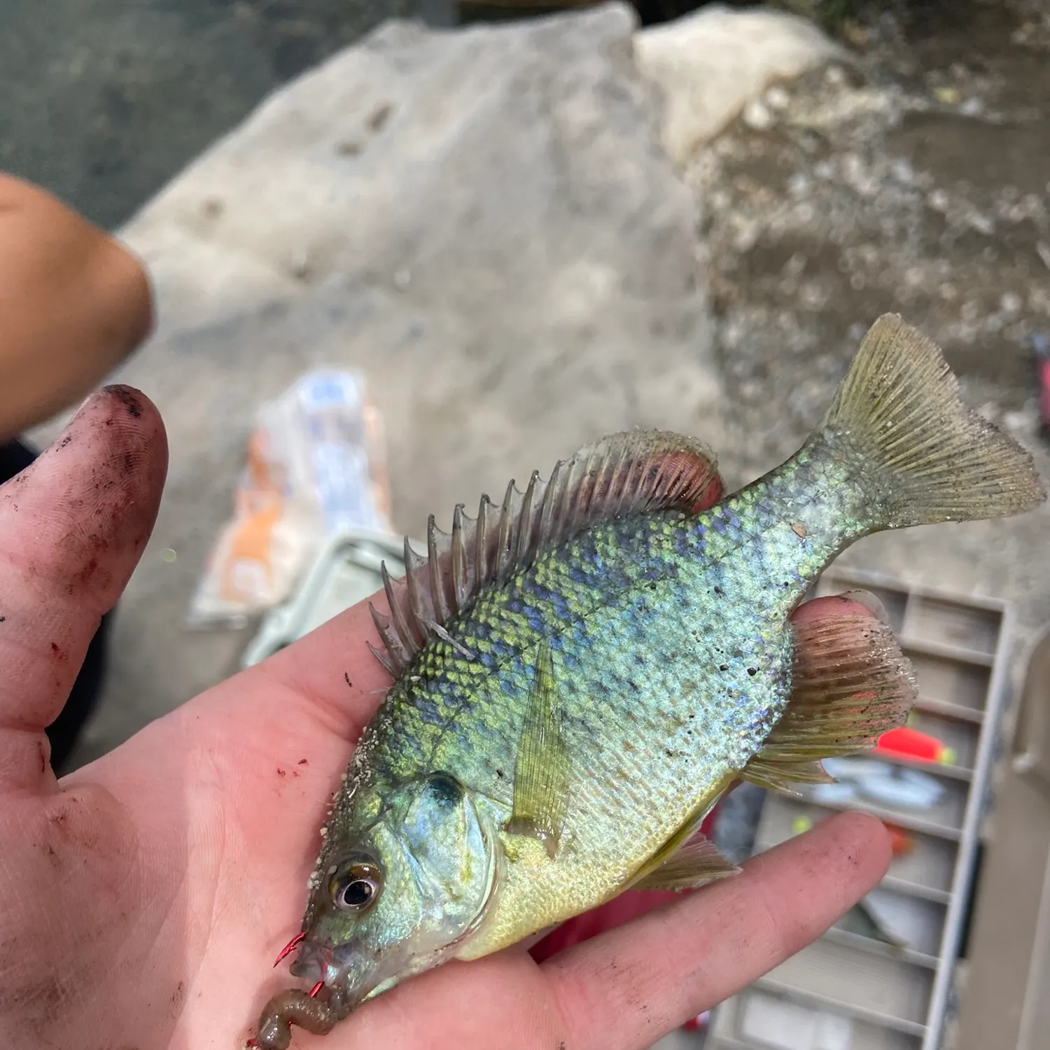 catch