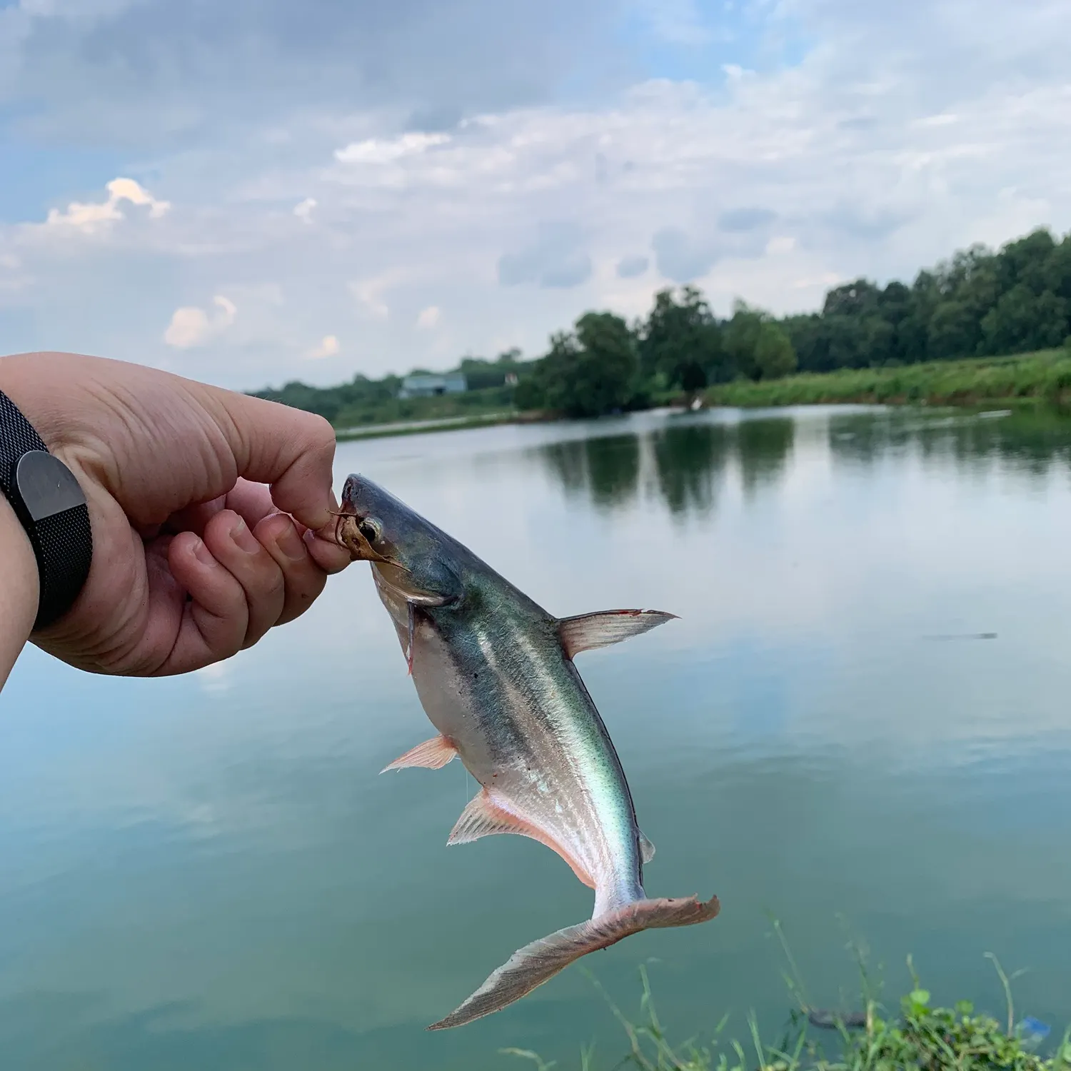 The most recent Striped catfish catches on Fishbrain