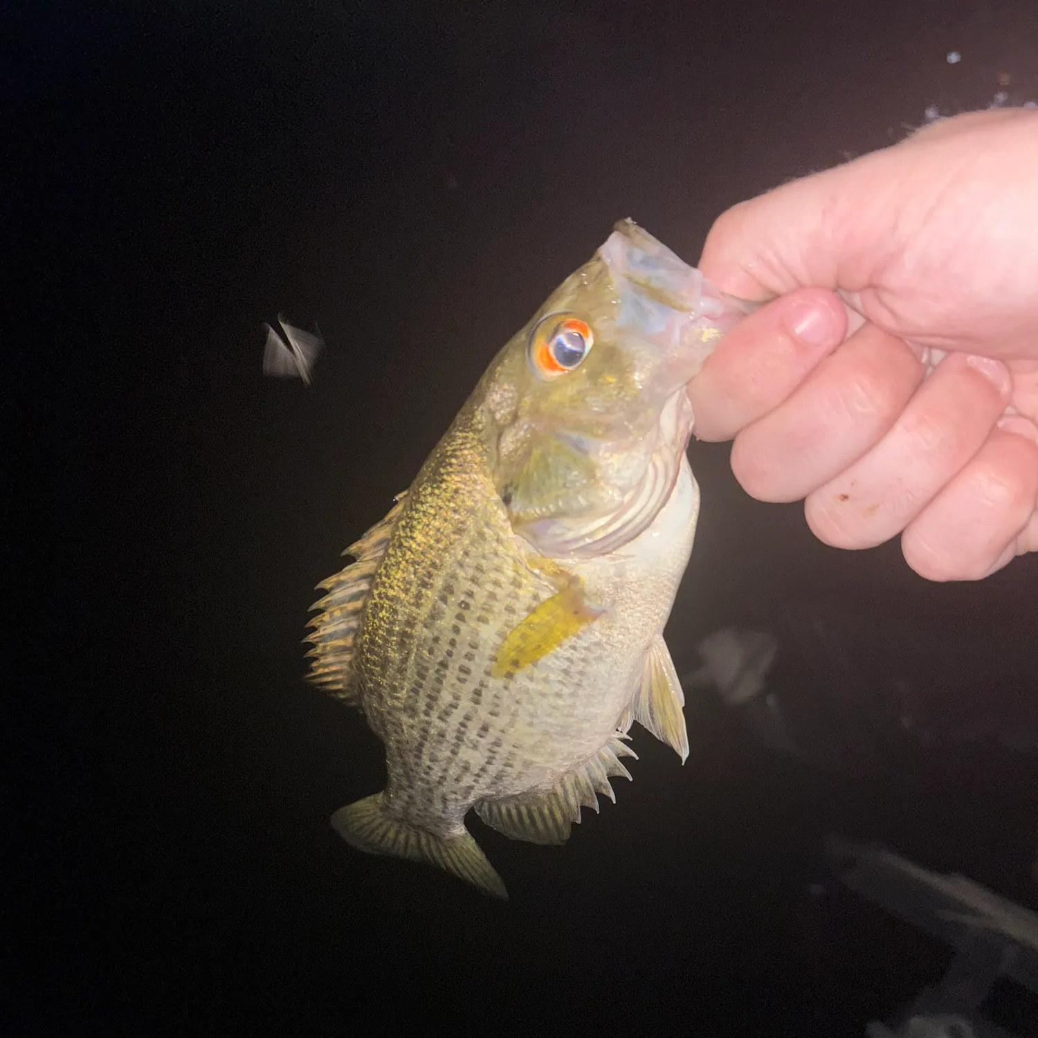 The most recent Areolate grouper catches on Fishbrain