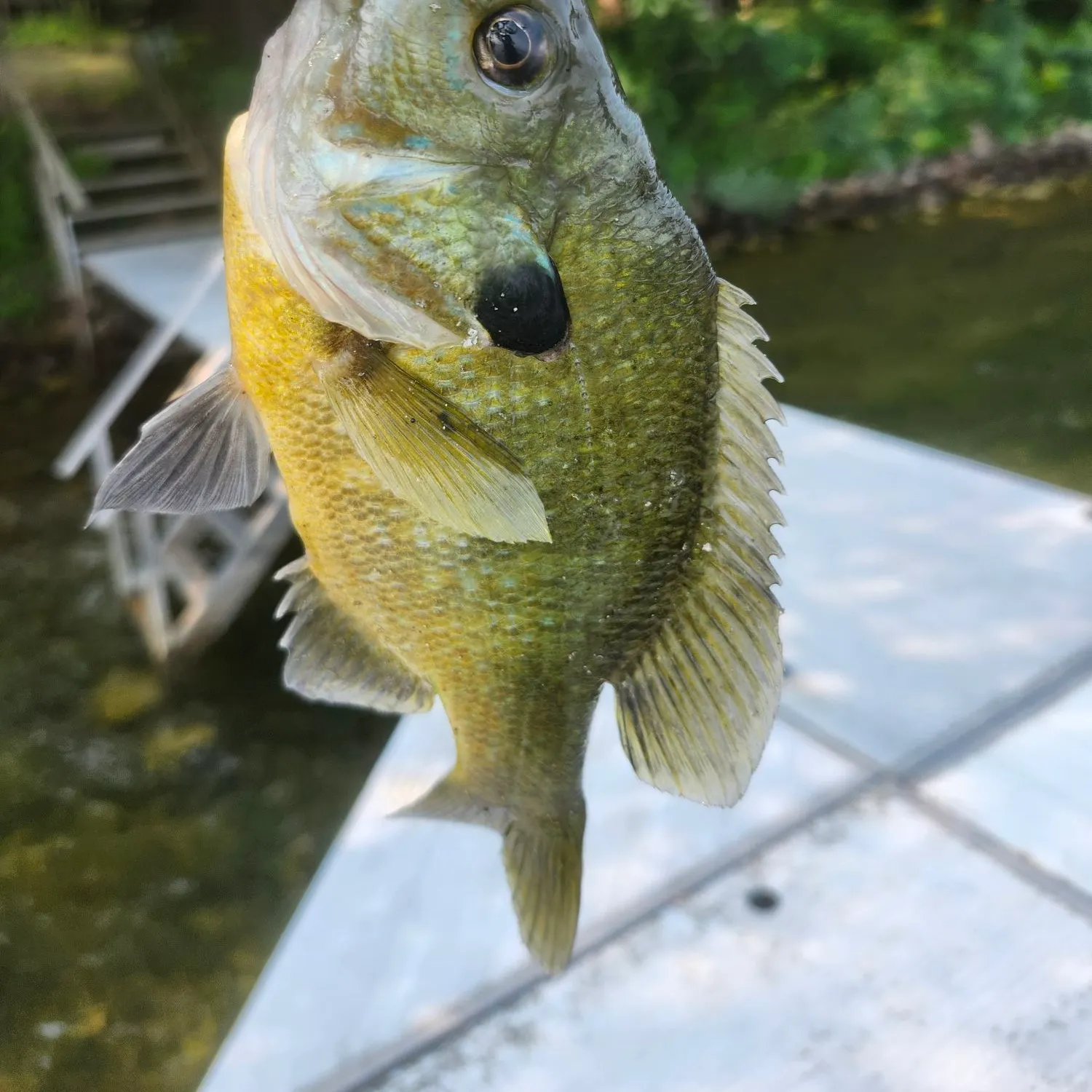 Bluegill caught on Fishbrain