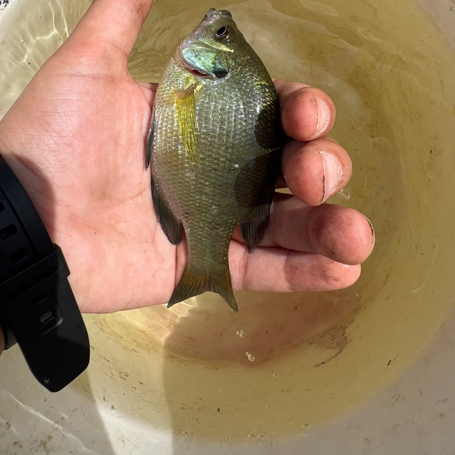 Bluegill caught on Fishbrain