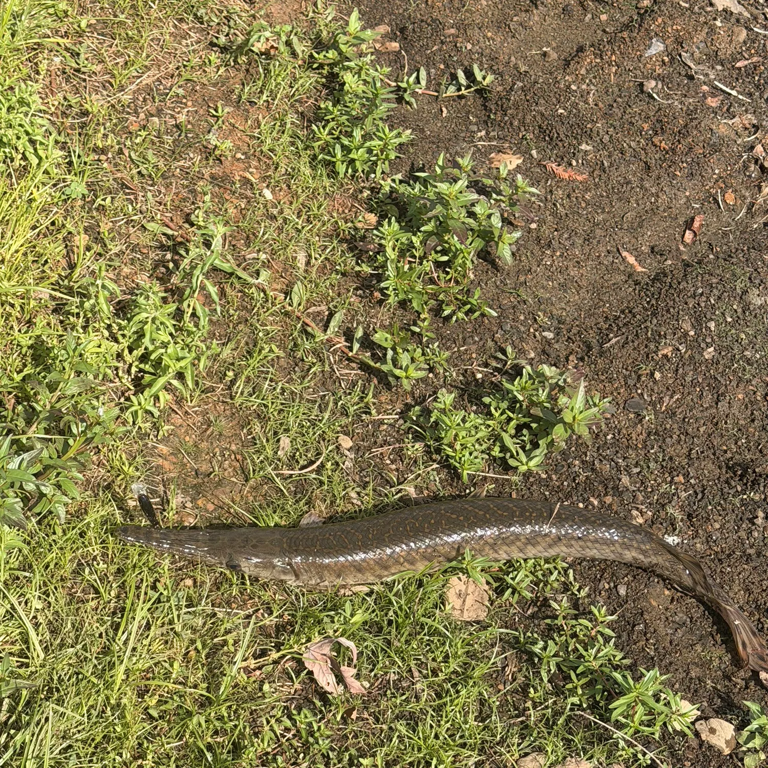 Shortnose gar caught on Fishbrain