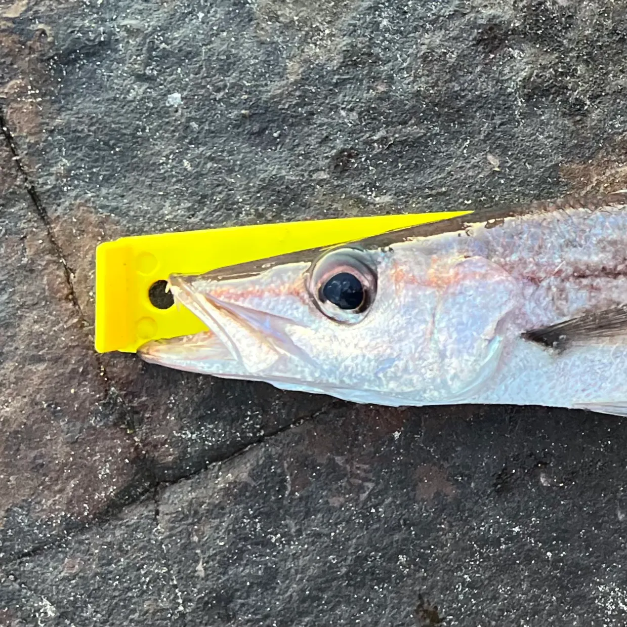 The most recent Longfin pike catches on Fishbrain