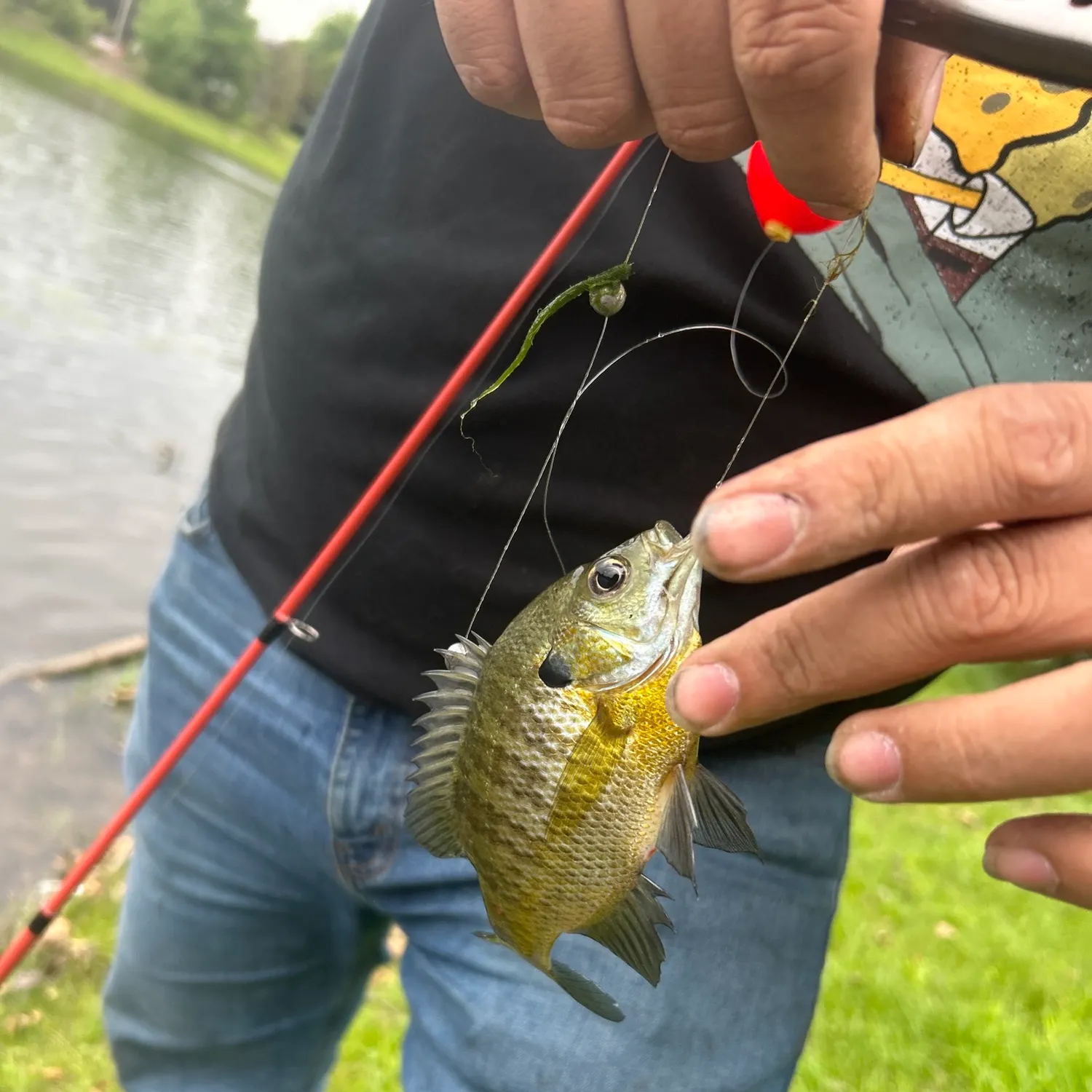 Bluegill caught on Fishbrain