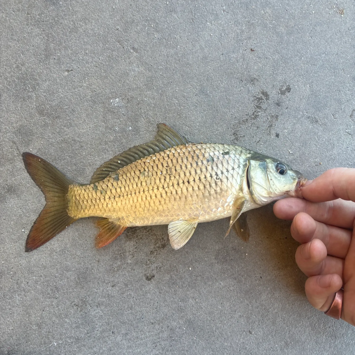 Common carp caught on Fishbrain