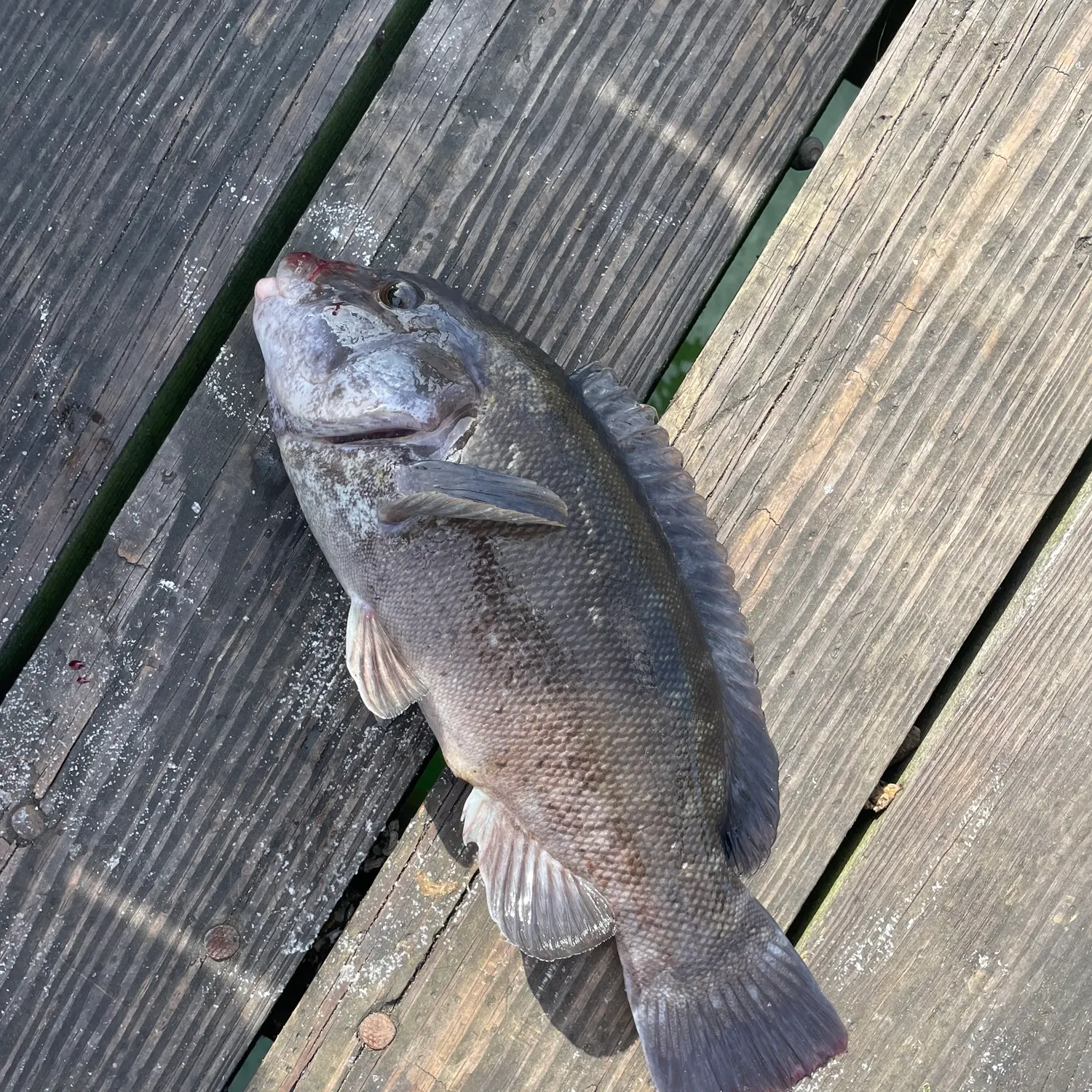 Tautog caught on Fishbrain