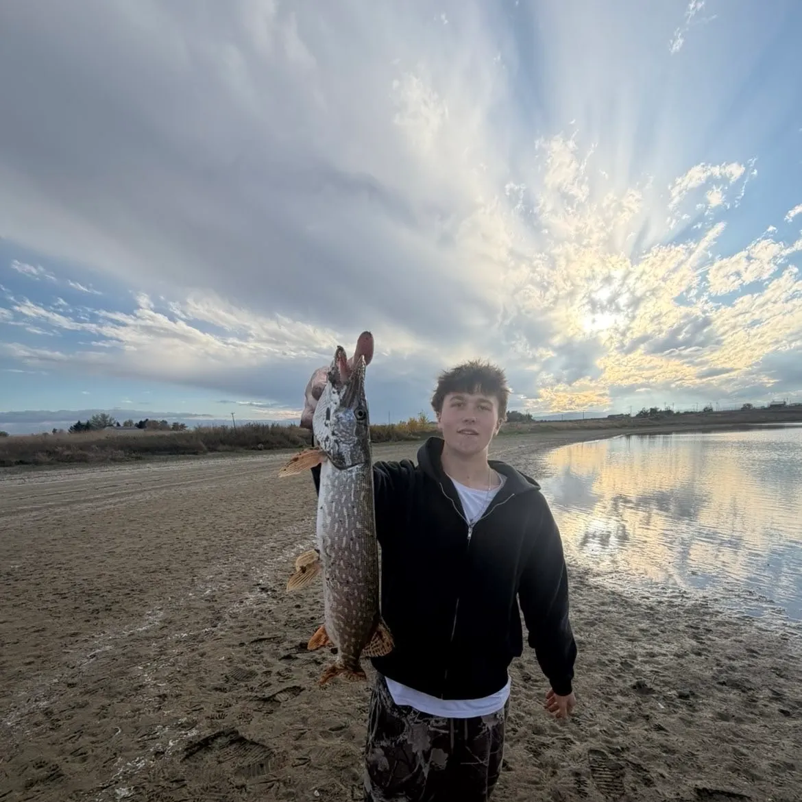 Northern pike caught on Fishbrain
