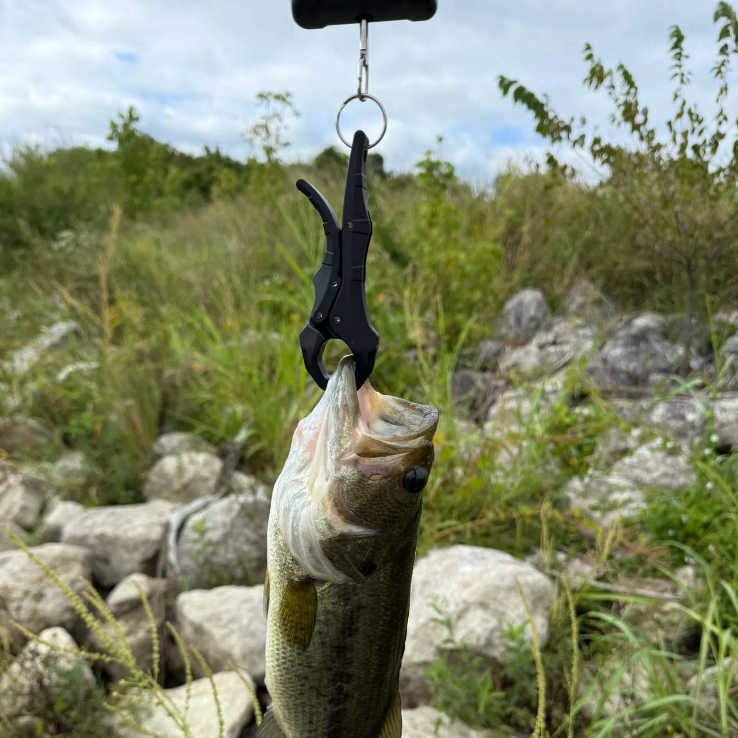 Largemouth bass caught on Fishbrain