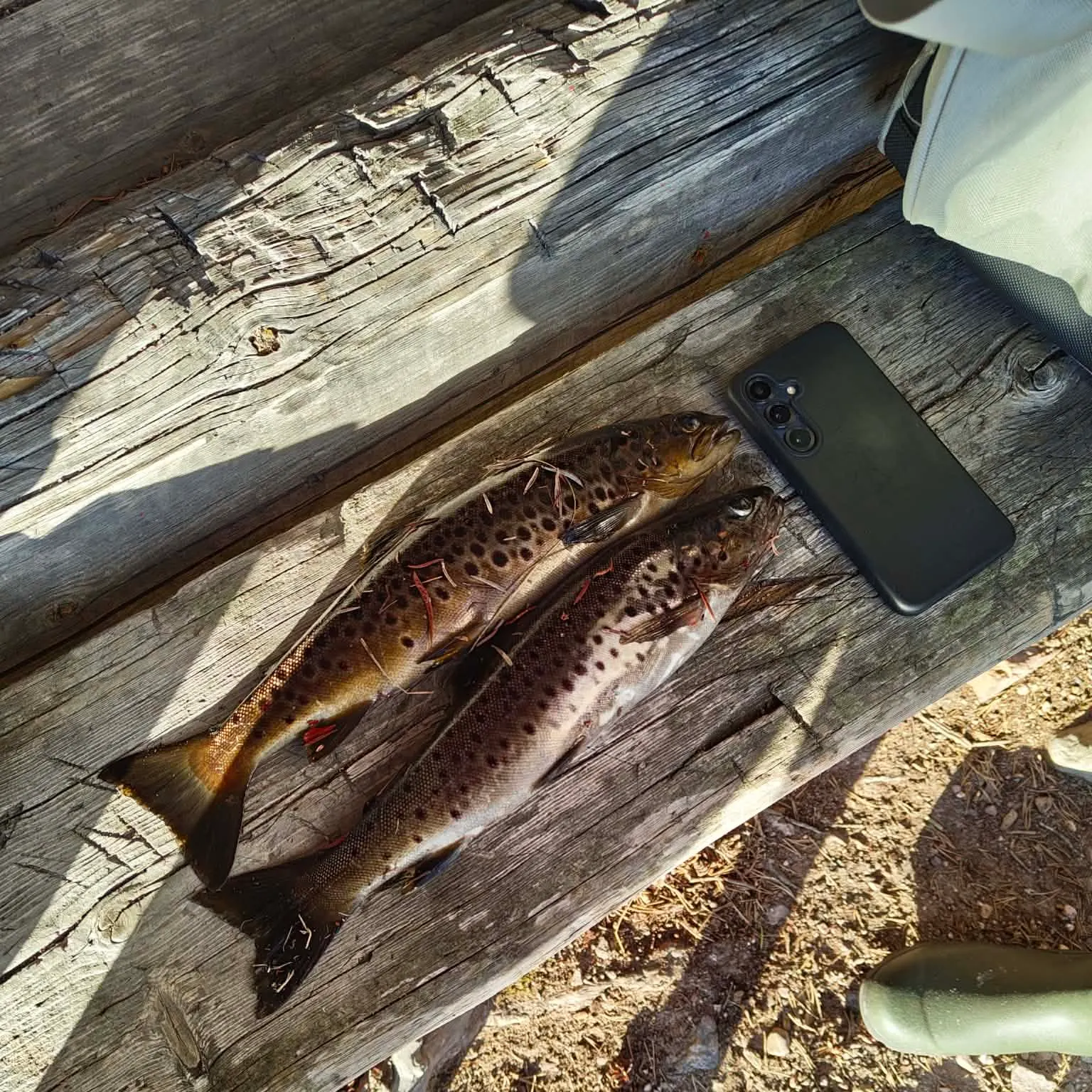 recently logged catches