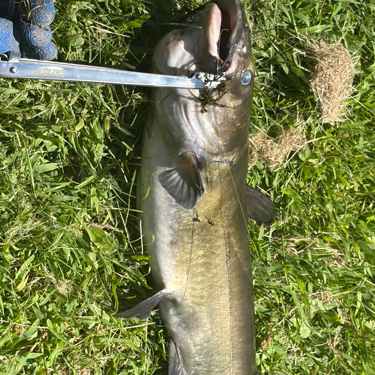 Channel catfish caught on Fishbrain
