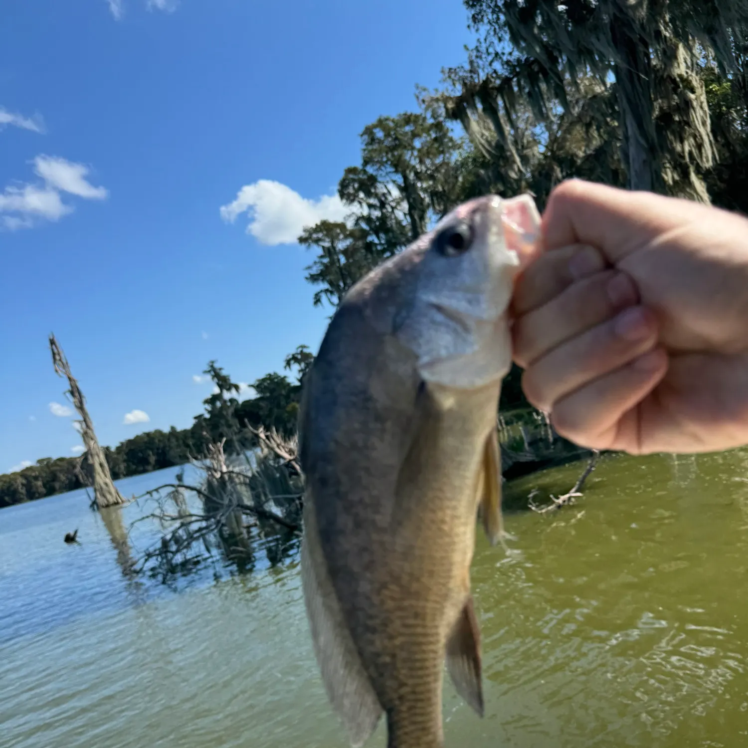 Freshwater drum caught on Fishbrain