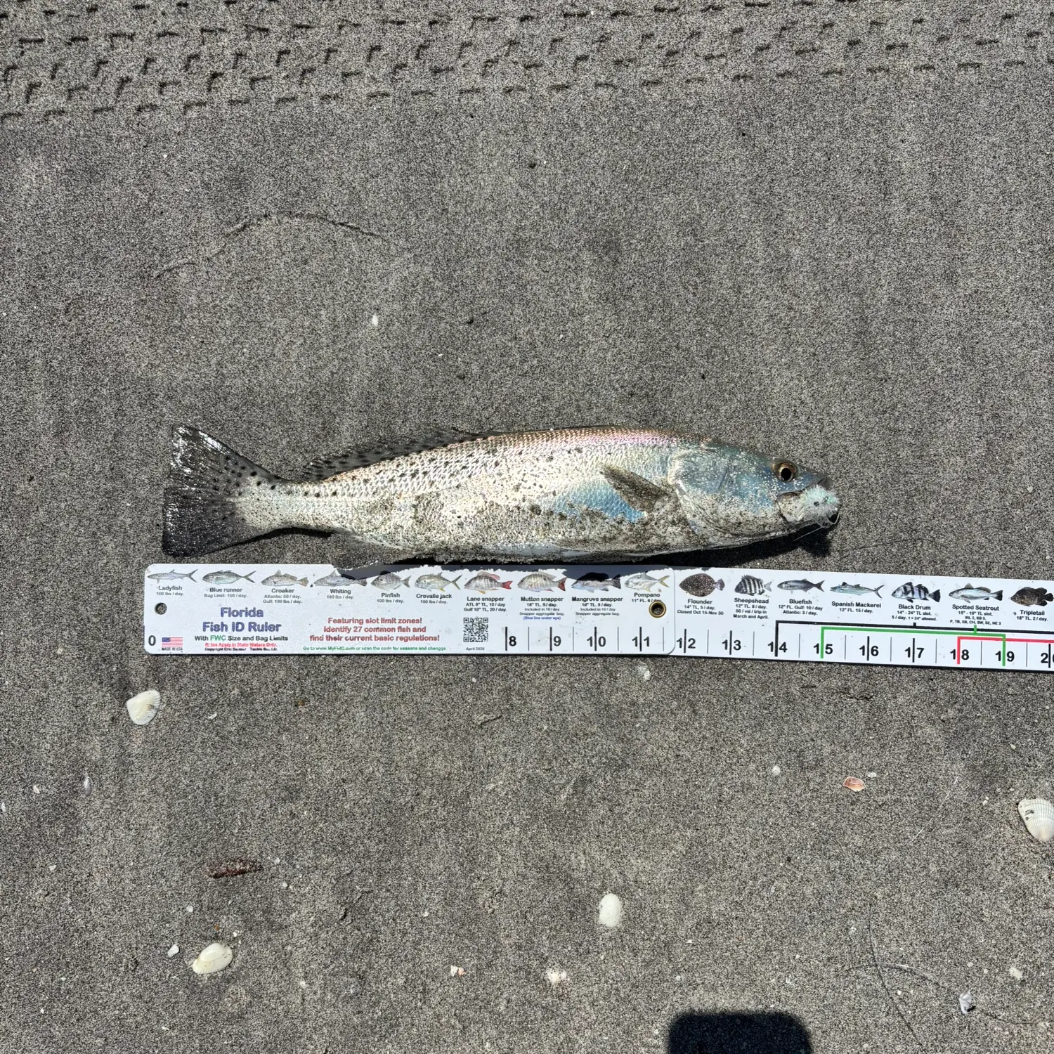 Spotted seatrout caught on Fishbrain