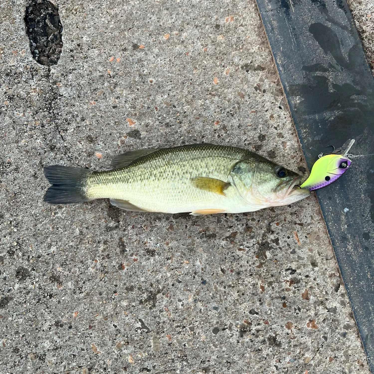 Largemouth bass caught on Fishbrain