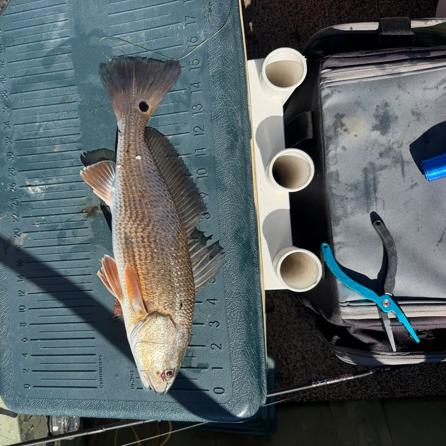 Red drum caught on Fishbrain