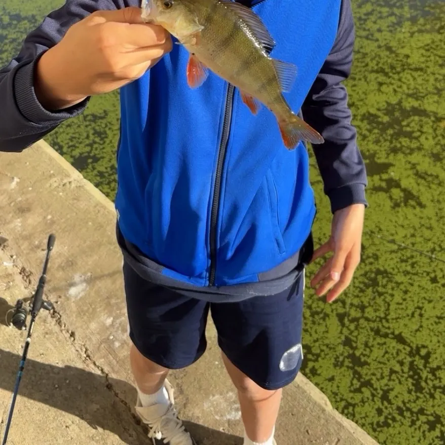 European perch caught on Fishbrain
