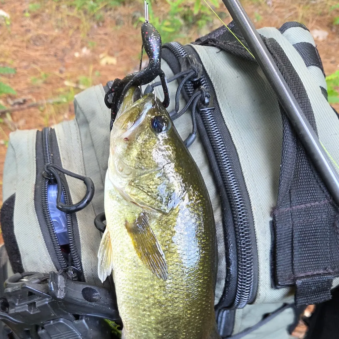Smallmouth bass caught on Fishbrain