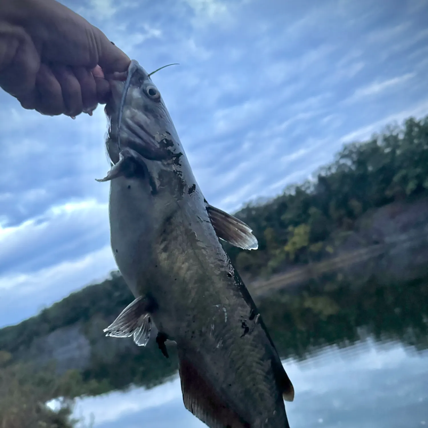 Channel catfish caught on Fishbrain