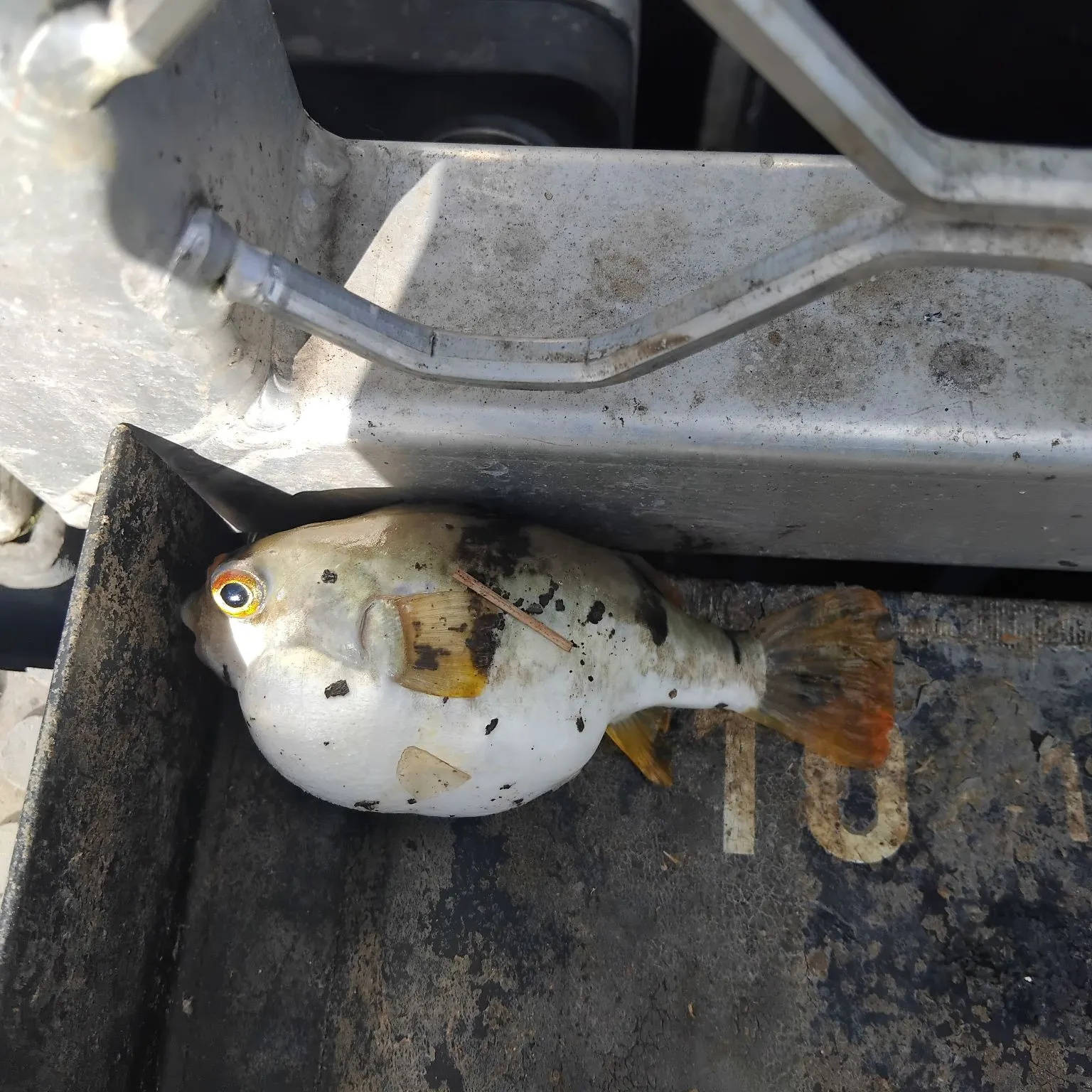 The most recent Common toadfish catches on Fishbrain