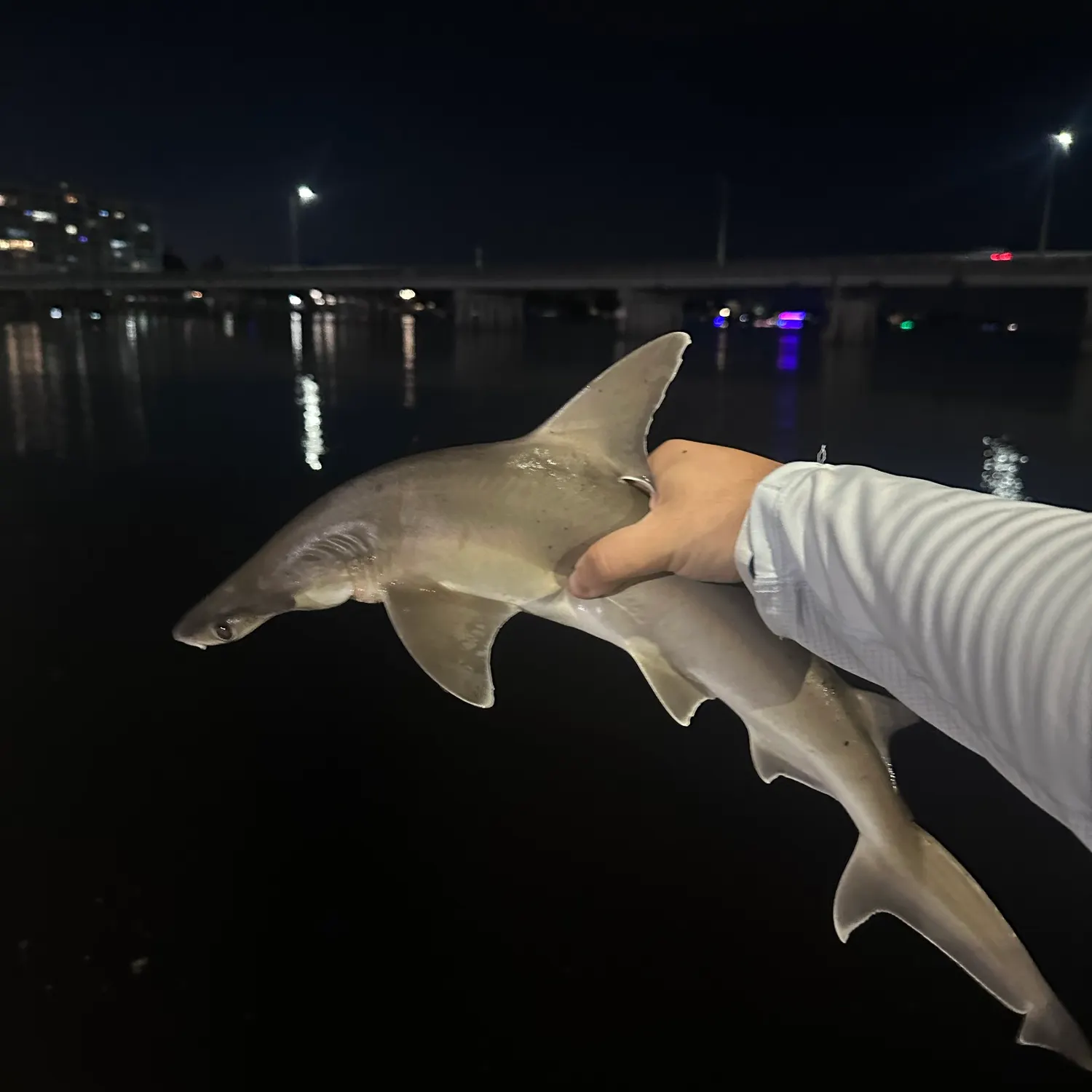 Bonnethead shark caught on Fishbrain