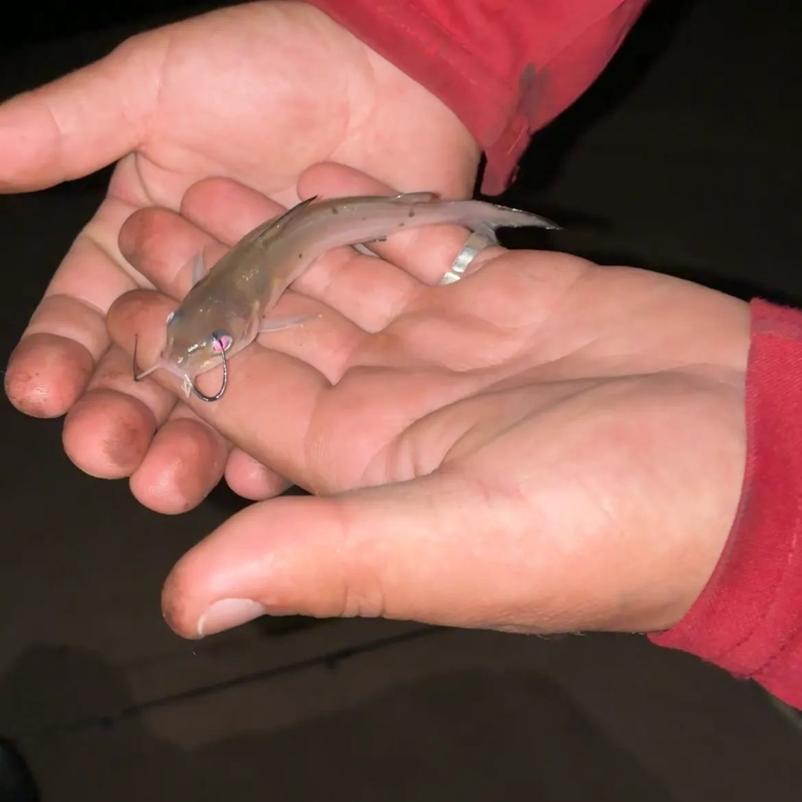 Black bullhead caught on Fishbrain