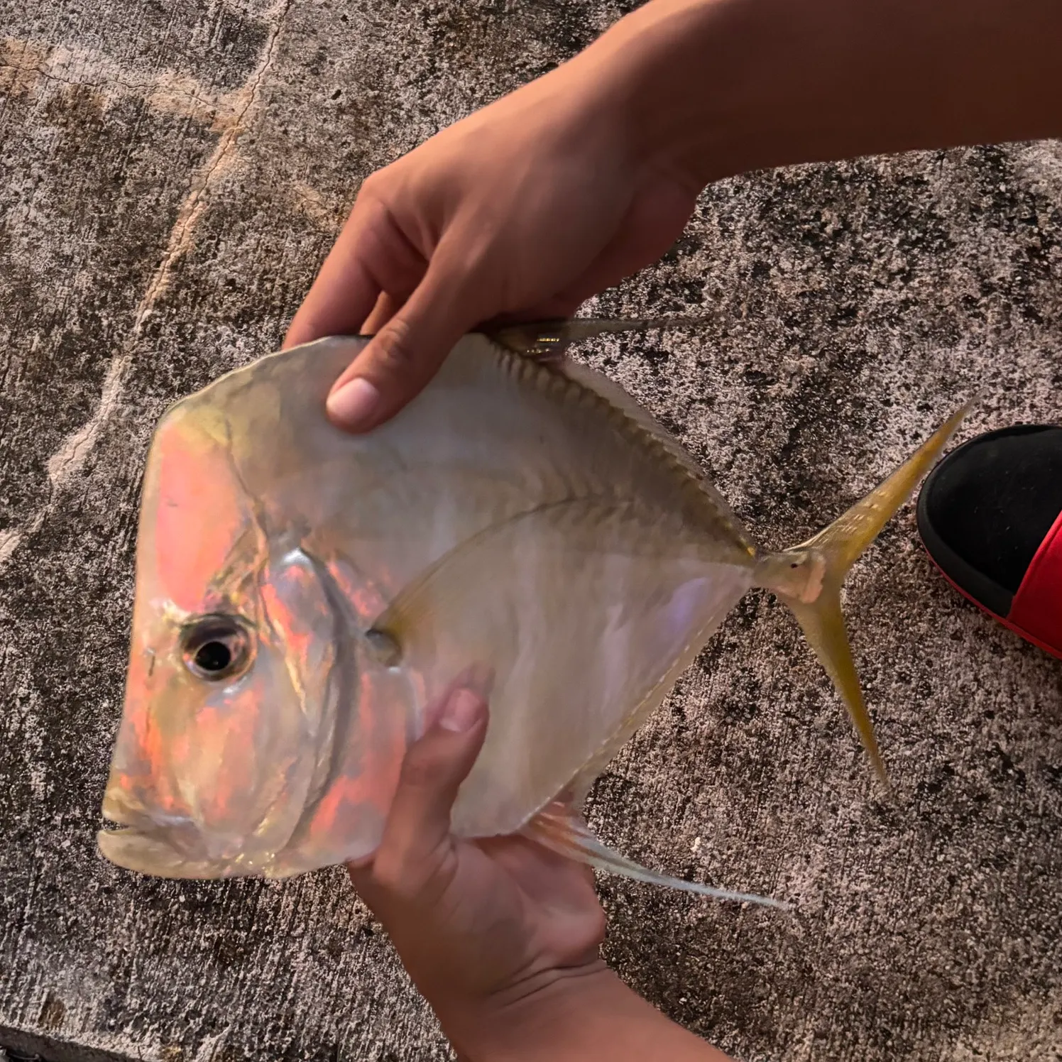 Lookdown caught on Fishbrain