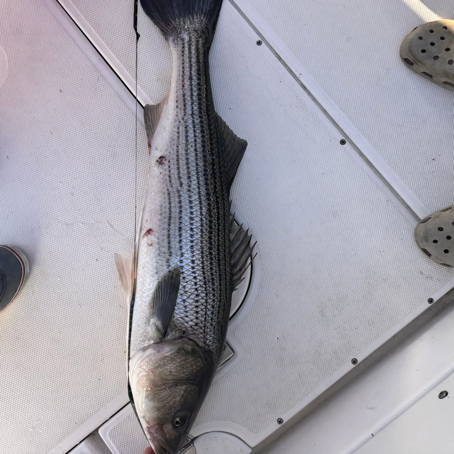 Striped bass caught on Fishbrain