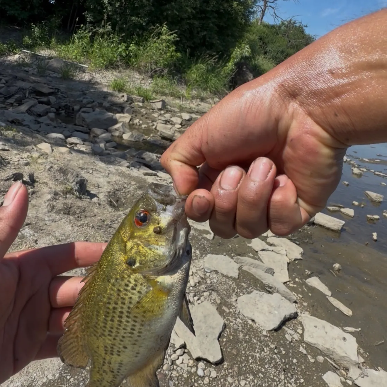 catch
