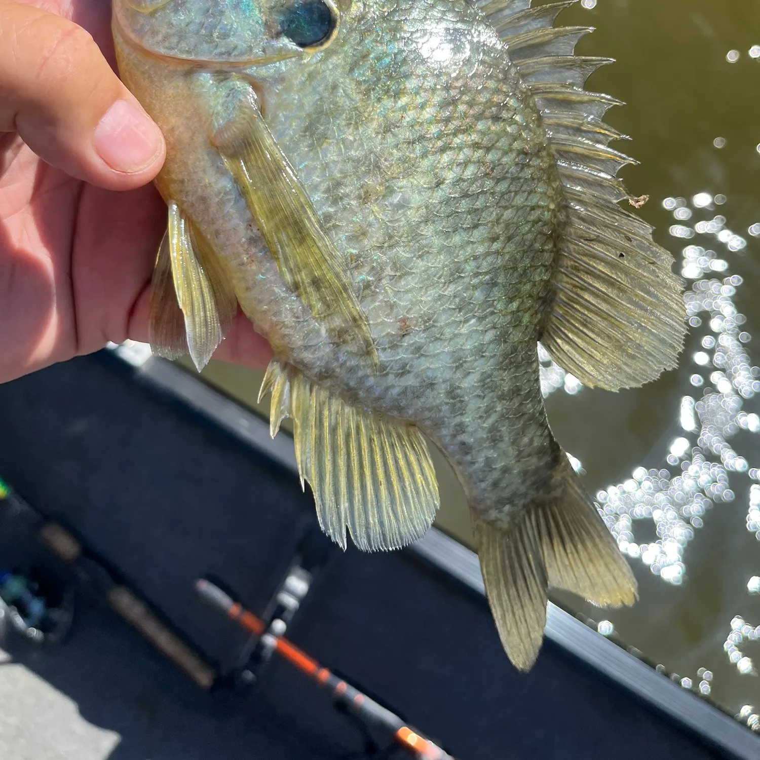 Redear sunfish caught on Fishbrain