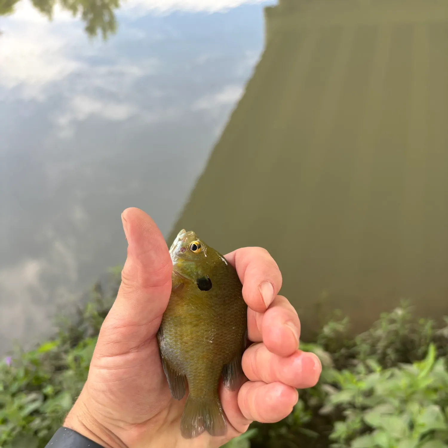 Bluegill caught on Fishbrain