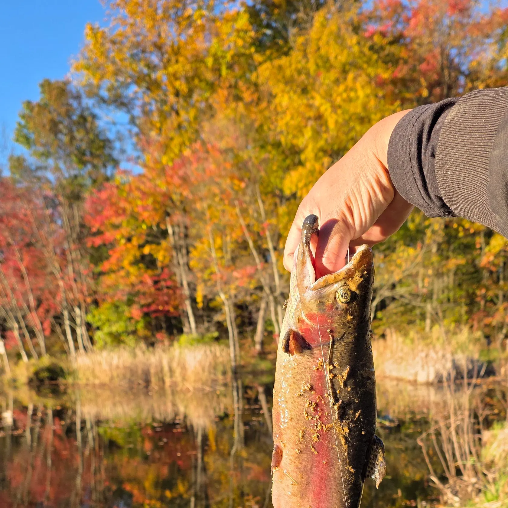 Rainbow trout caught on Fishbrain