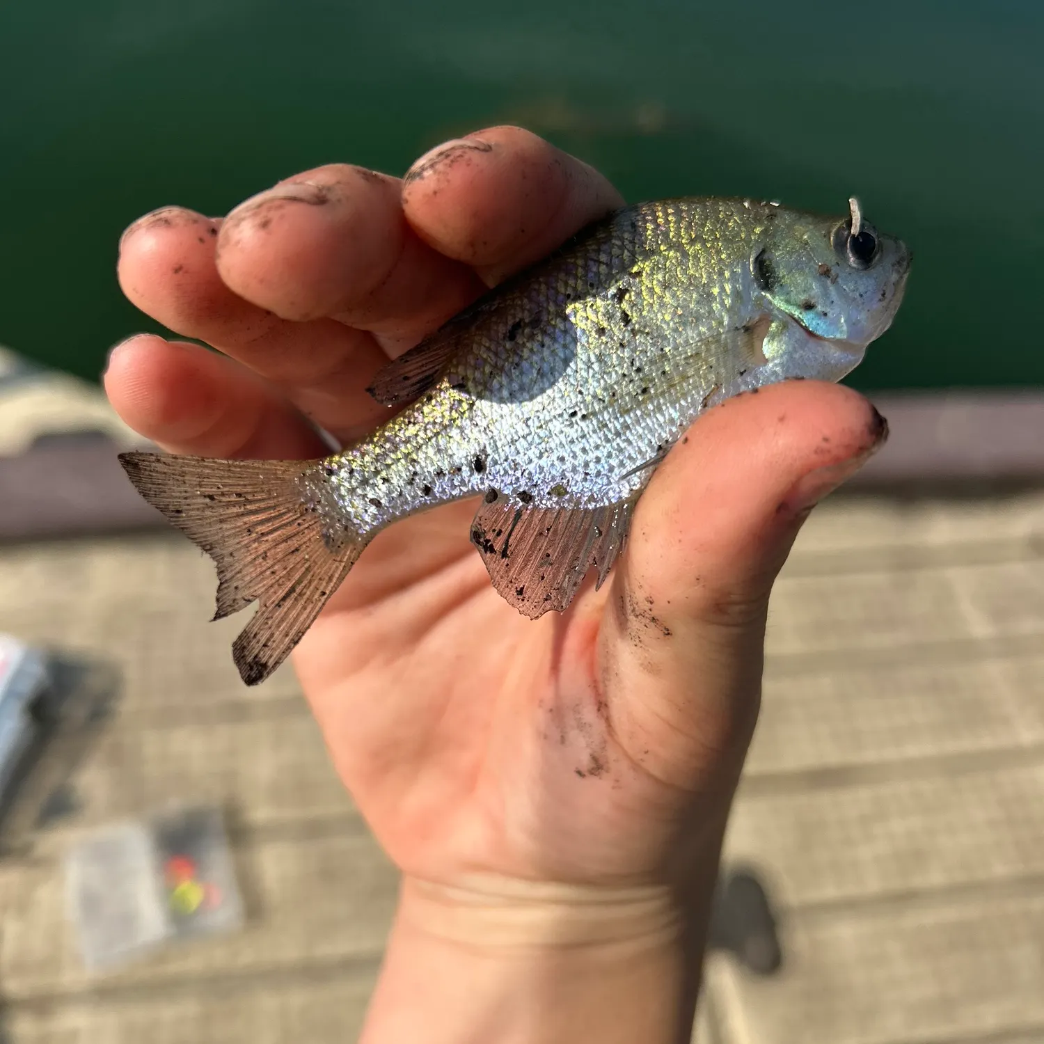 The most recent Flier catches on Fishbrain