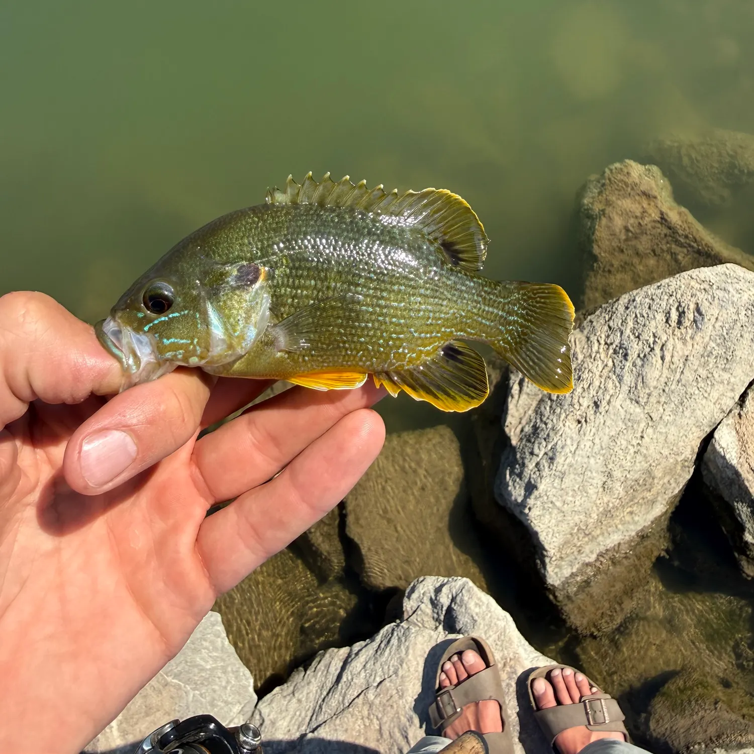 Green sunfish caught on Fishbrain