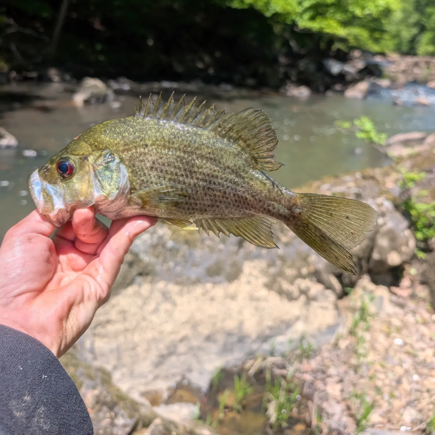 The most recent Roanoke bass catches on Fishbrain