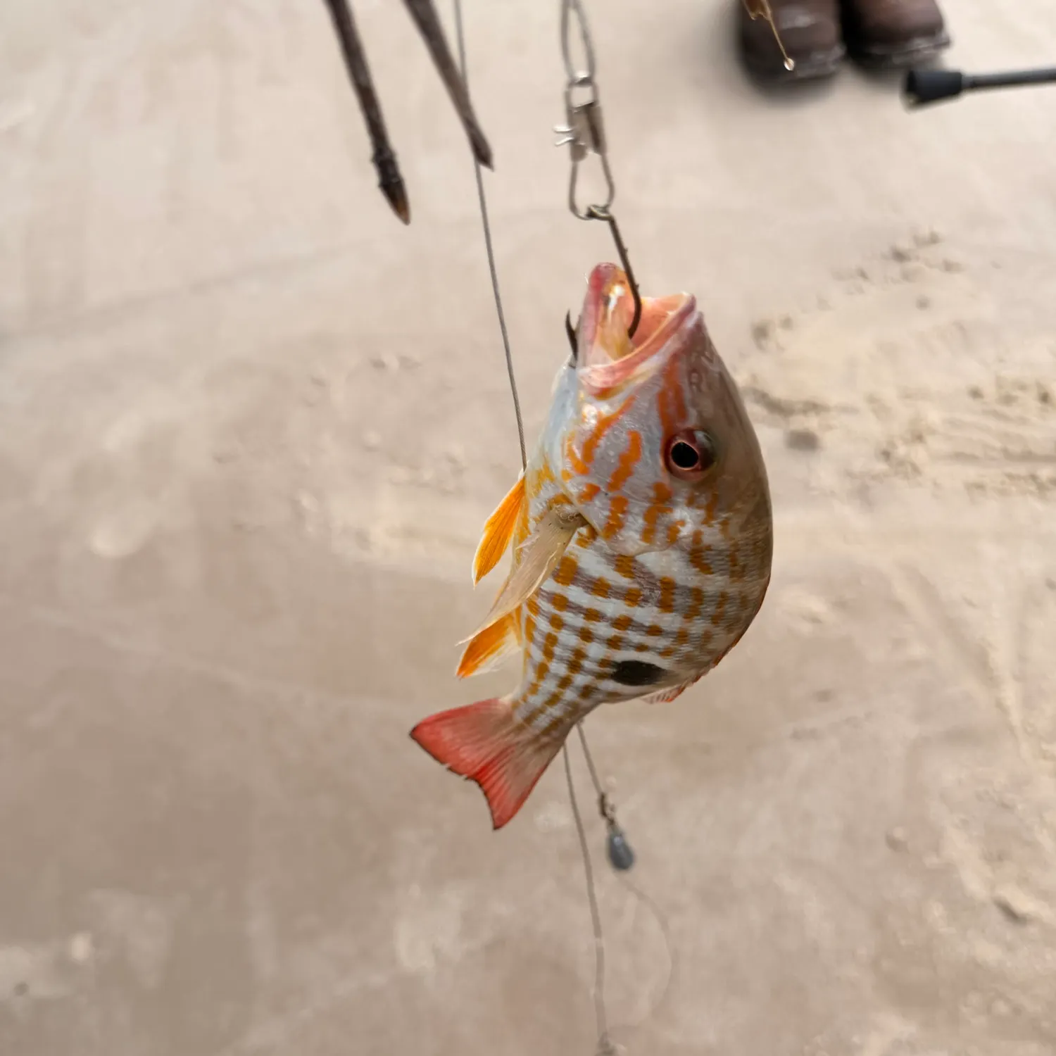 The most recent Lane snapper catches on Fishbrain