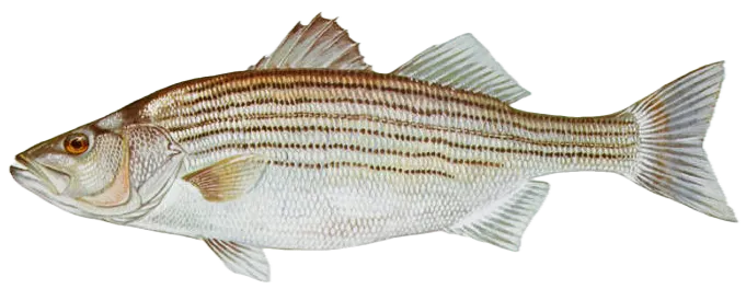 Striped bass