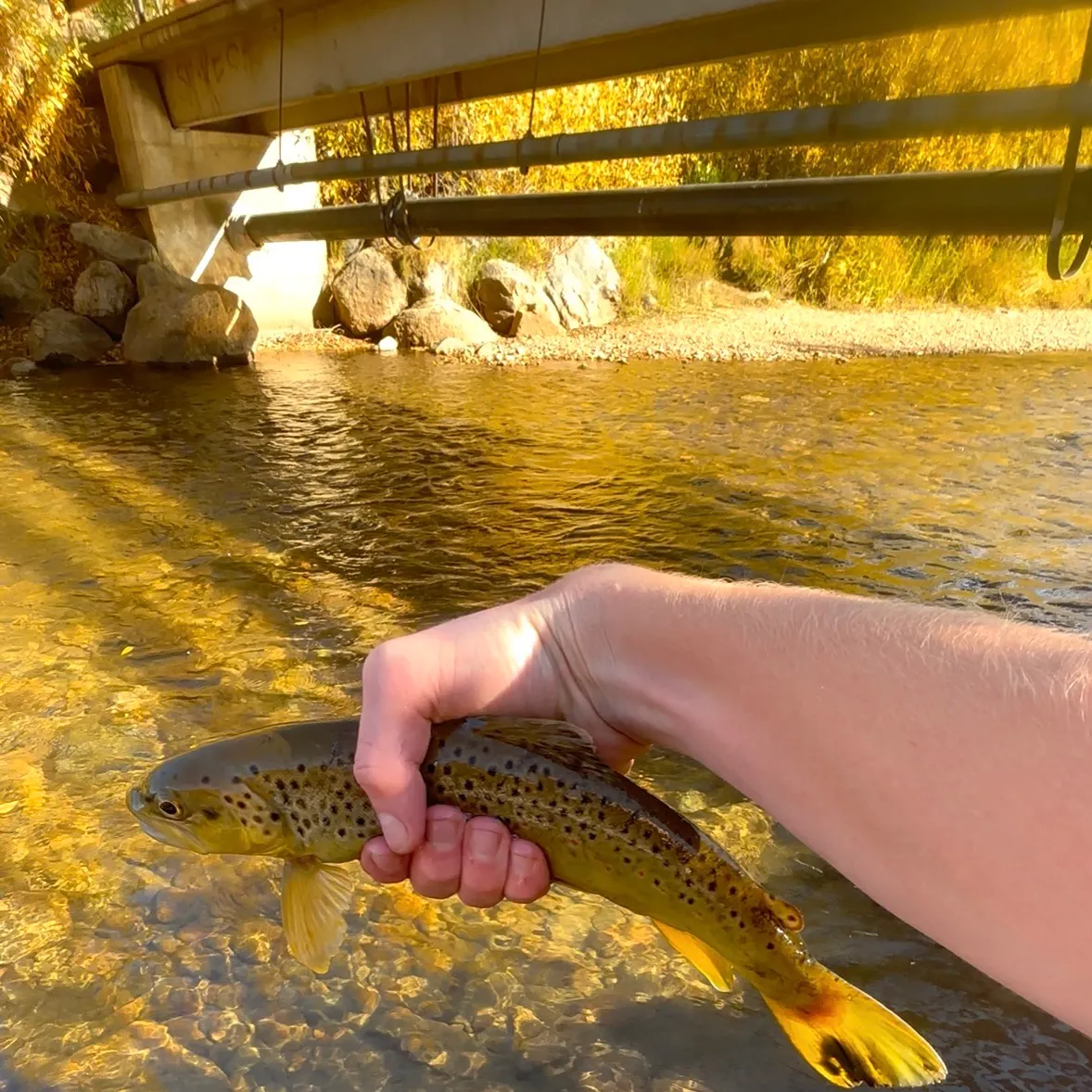 Brown trout caught on Fishbrain