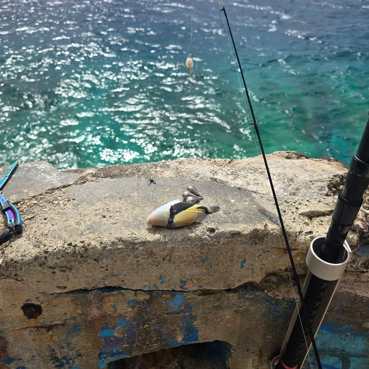 The most recent Wedge-tail triggerfish catches on Fishbrain