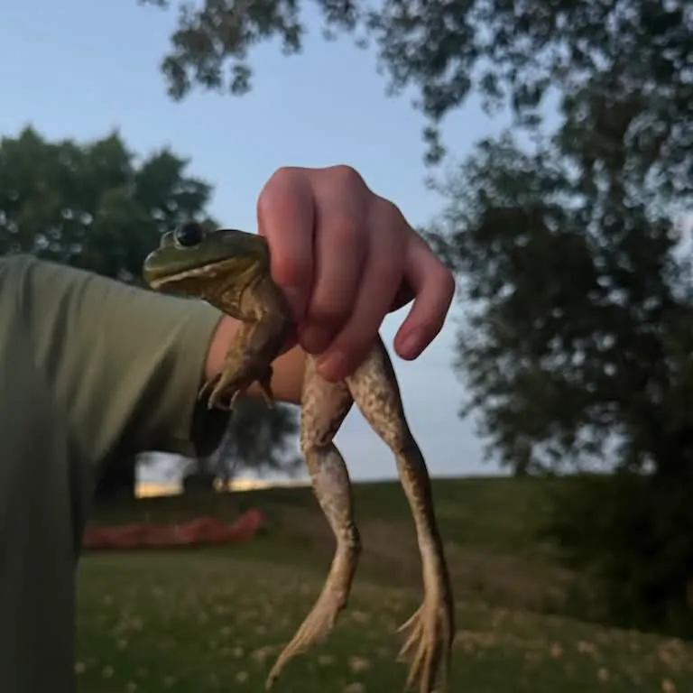 American bullfrog caught on Fishbrain